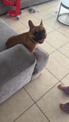 Found/Stray Female Dog last seen Willow Crossing Dr, Houston, TX 77064