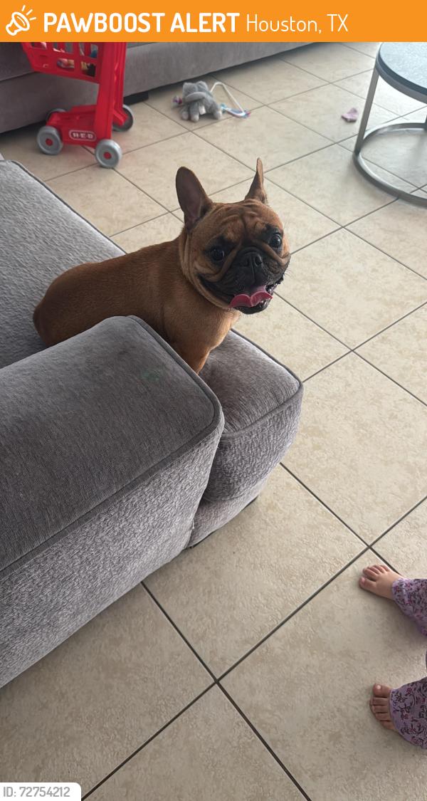 Found/Stray Female Dog last seen Willow Crossing Dr, Houston, TX 77064