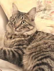 Lost Male Cat last seen Dogwood Ave & Fuscia St, Seal Beach, CA 90740