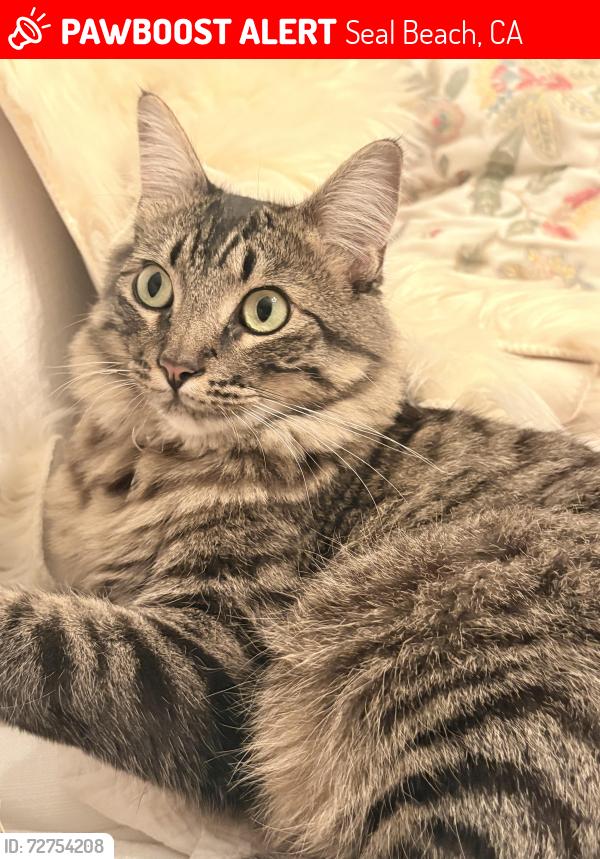 Lost Male Cat last seen Dogwood Ave & Fuscia St, Seal Beach, CA 90740