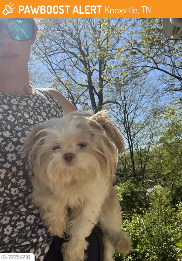 Found/Stray Female Dog last seen Gresham Middle School, Knoxville, TN 37918