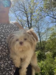 Found/Stray Female Dog last seen Gresham Middle School, Knoxville, TN 37918