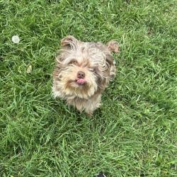 Found/Stray Unknown Dog last seen North Tarrant & Park Vista, Fort Worth, TX 76137