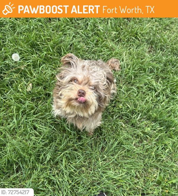 Found/Stray Unknown Dog last seen North Tarrant & Park Vista, Fort Worth, TX 76137