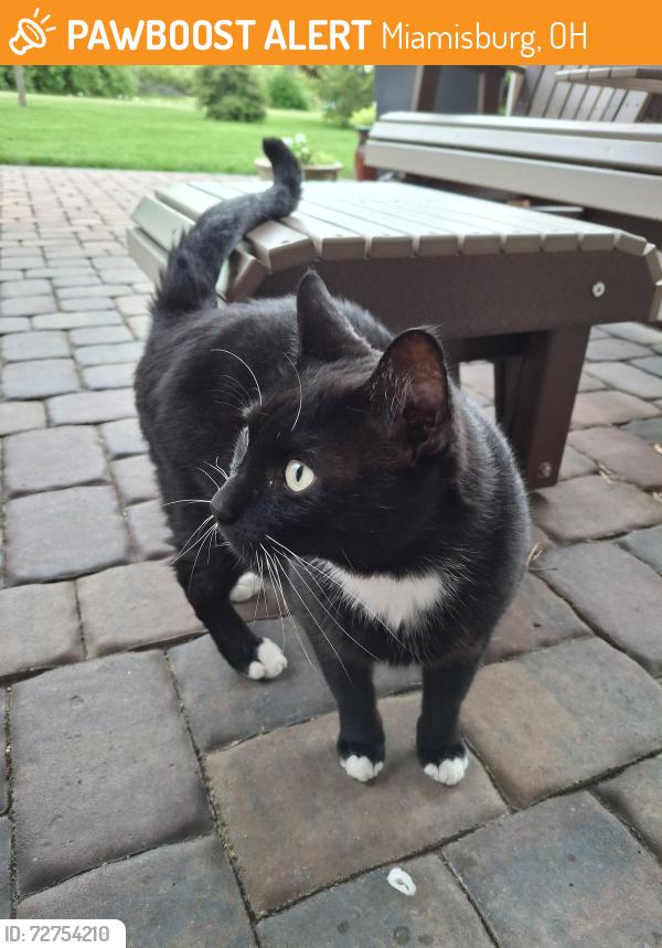 Found/Stray Male Cat last seen Belvo and Painters Place, Miamisburg, OH, Miamisburg, OH 45342