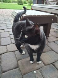 Found/Stray Male Cat last seen Belvo and Painters Place, Miamisburg, OH, Miamisburg, OH 45342