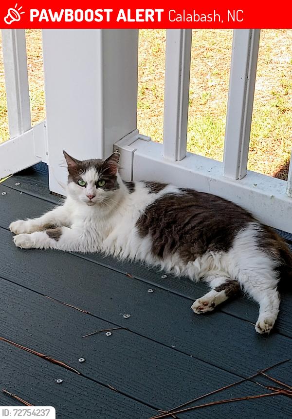 Lost Male Cat last seen Close to Ace Hardware, Calabash, NC 28467