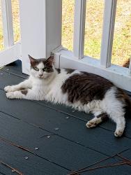 Lost Male Cat last seen Close to Ace Hardware, Calabash, NC 28467