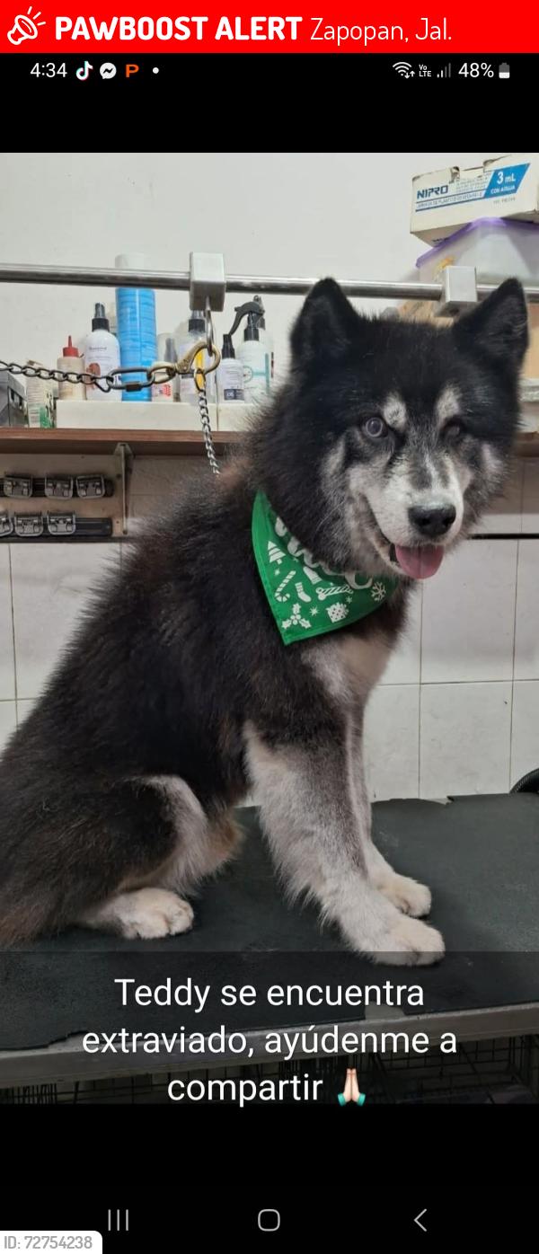 Lost Male Dog last seen Arcos de zapopan , Zapopan, Jal. 45130