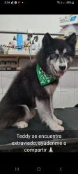Lost Male Dog last seen Arcos de zapopan , Zapopan, Jal. 45130