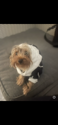 Lost Male Dog last seen Kings manor mobile  park in Davie Florida, Davie, FL 33325