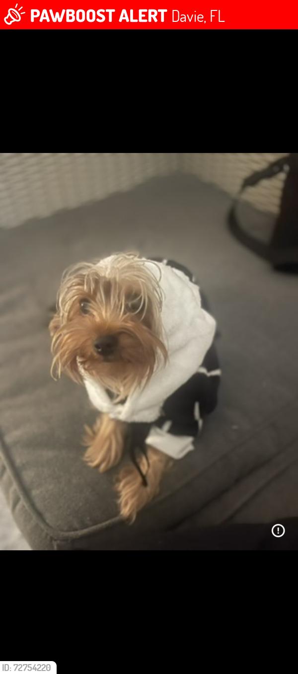Lost Male Dog last seen Kings manor mobile  park in Davie Florida, Davie, FL 33325