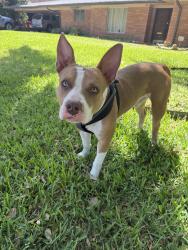 Found/Stray Male Dog last seen At Colgate and De Leon , Houston, TX 77061