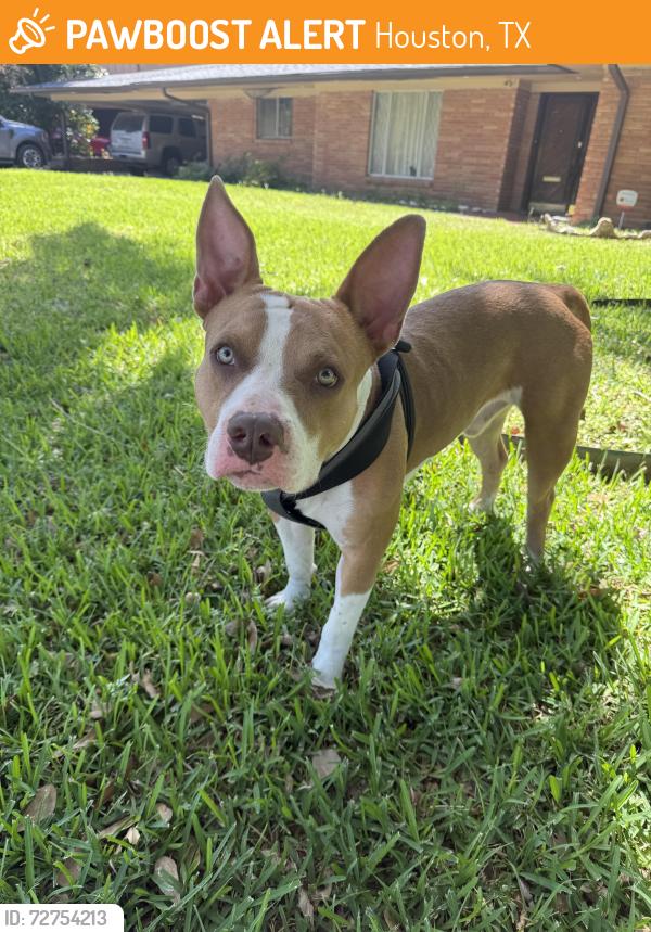 Found/Stray Male Dog last seen At Colgate and De Leon , Houston, TX 77061