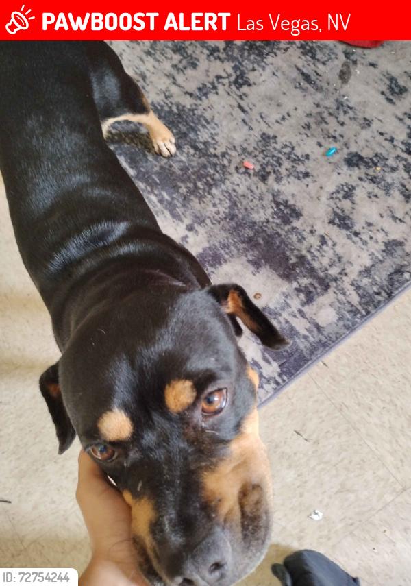Lost Female Dog last seen Twilight and Ann rd, Las Vegas, NV 89130