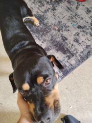 Lost Female Dog last seen Twilight and Ann rd, Las Vegas, NV 89130
