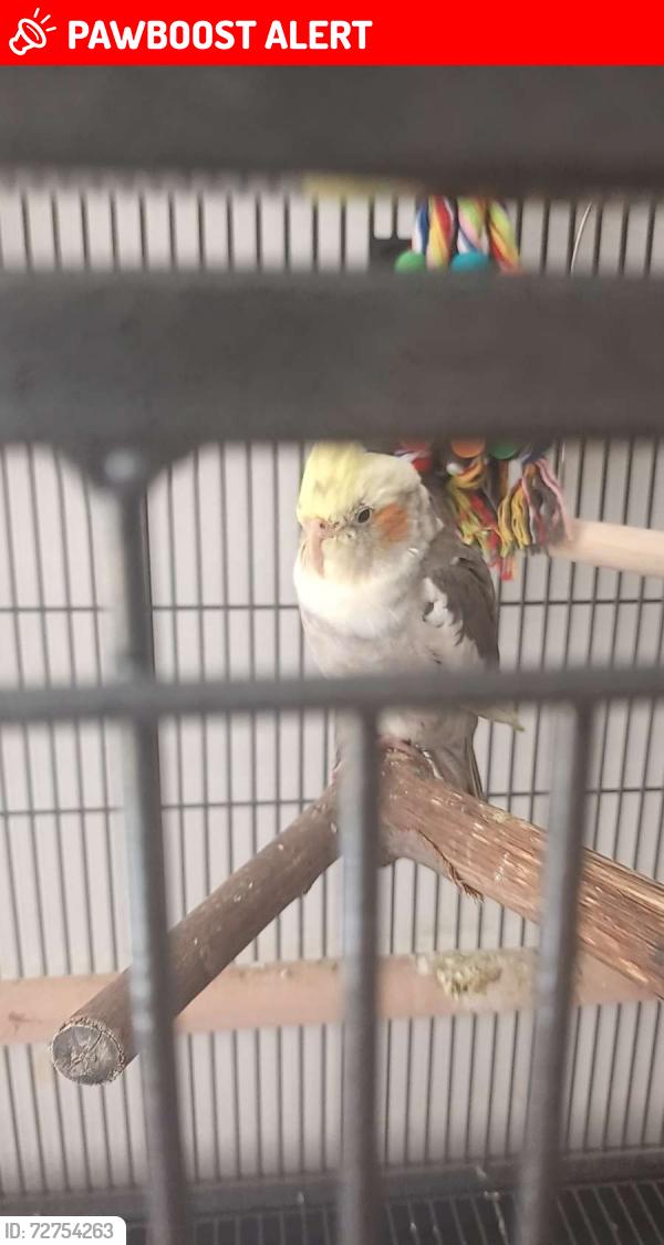 Lost Unknown Bird last seen L6 4AW, Merseyside, England L6 4AW