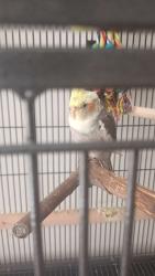 Lost Unknown Bird last seen L6 4AW, Merseyside, England L6 4AW
