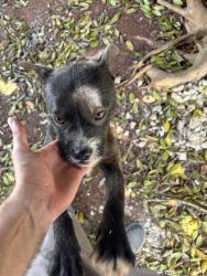 Found/Stray Female Dog last seen Near Trollingwood rd Mebane NC, Mebane, NC 27302