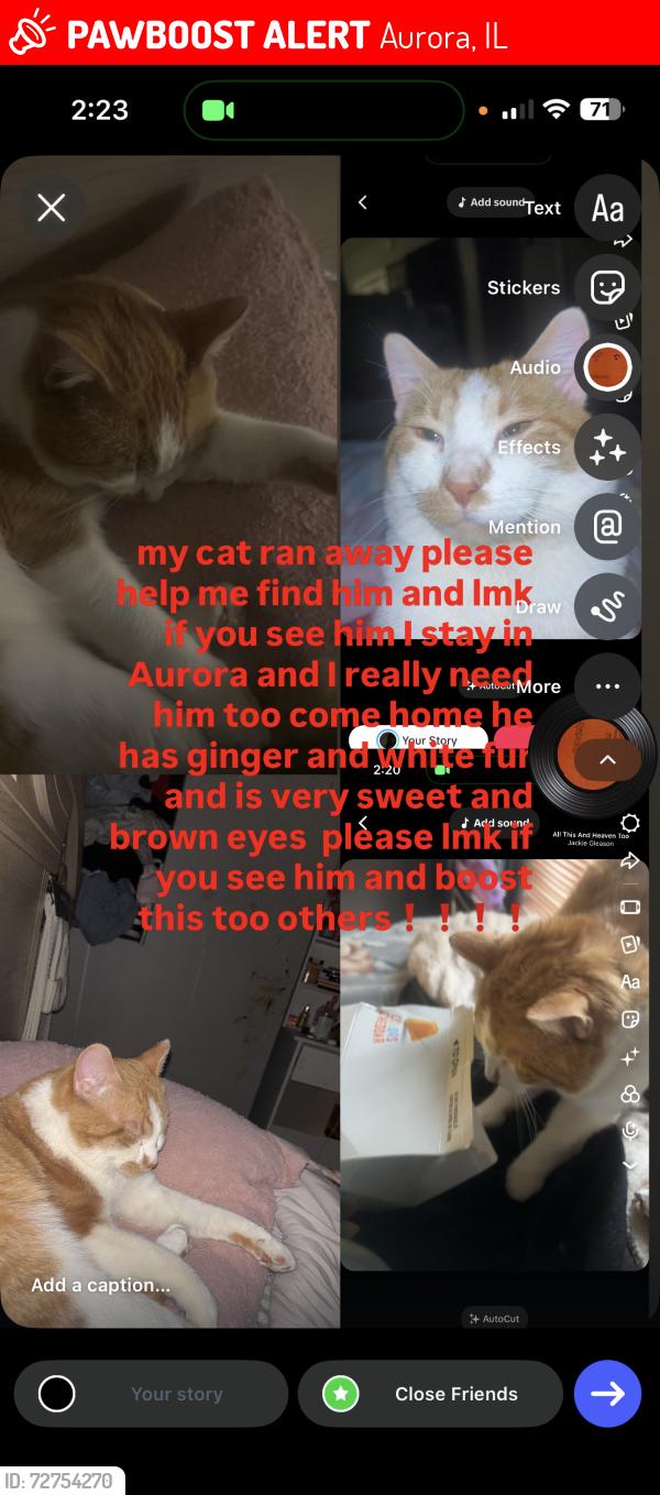 Lost Male Cat last seen second avenue , Aurora, IL 60506