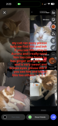 Lost Male Cat last seen second avenue , Aurora, IL 60506