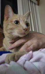 Found/Stray Male Cat last seen FM 529 near Taco Bell, Houston, TX 77095