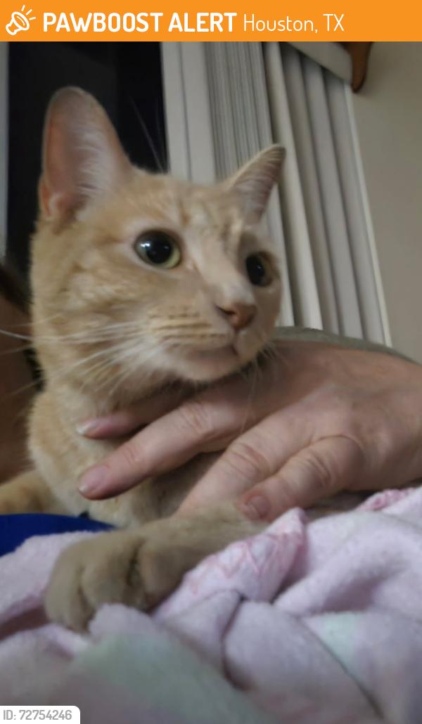 Found/Stray Male Cat last seen FM 529 near Taco Bell, Houston, TX 77095