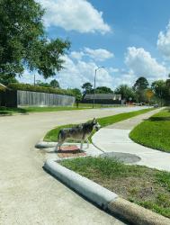 Found/Stray Male Dog last seen Kitte hill dr On Chimney Hill by 529 Fm , Houston, TX 77041