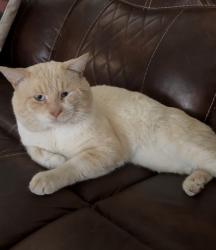 Lost Male Cat last seen La Bota Ranch, Laredo, TX 78045