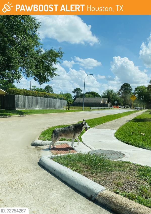 Found/Stray Male Dog last seen Kitte hill dr On Chimney Hill by 529 Fm , Houston, TX 77041