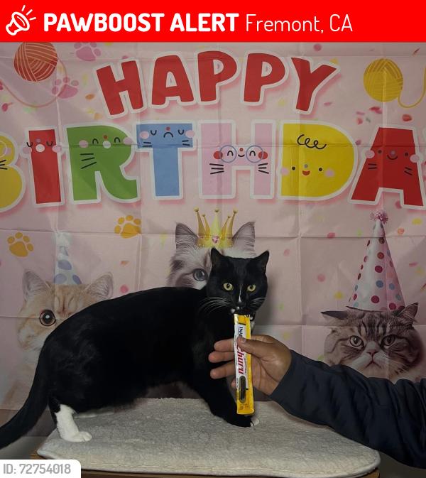 Lost Male Cat last seen Northgate Community Park, Fremont, CA 94555
