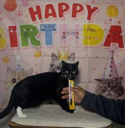 Lost Male Cat last seen Northgate Community Park, Fremont, CA 94555