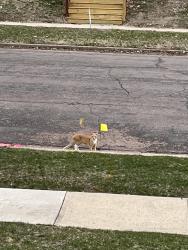 Found/Stray Unknown Cat last seen Duluth and Brookings, Sioux Falls, SD 57104