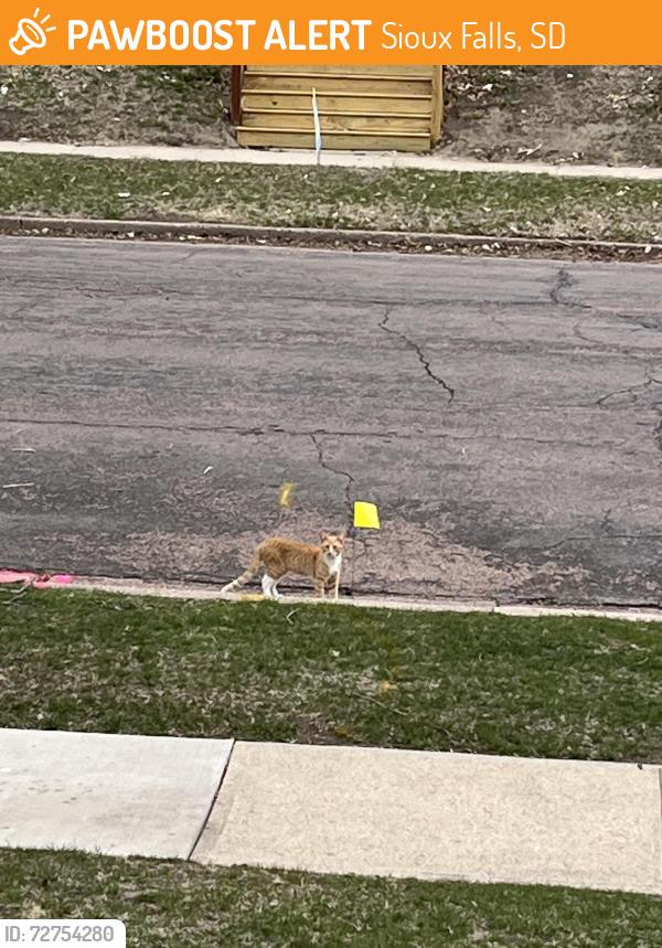 Found/Stray Unknown Cat last seen Duluth and Brookings, Sioux Falls, SD 57104