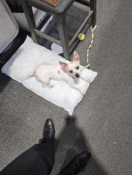 Found/Stray Male Dog last seen I-25, Thornton, CO 80260