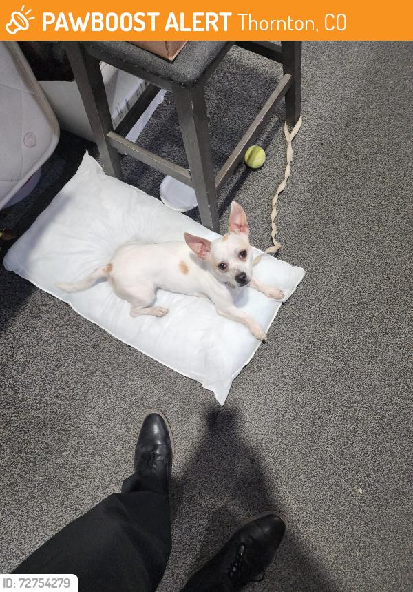 Found/Stray Male Dog last seen I-25, Thornton, CO 80260