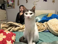 Lost Male Cat last seen Mini discount storage , Lady Lake, FL 32159