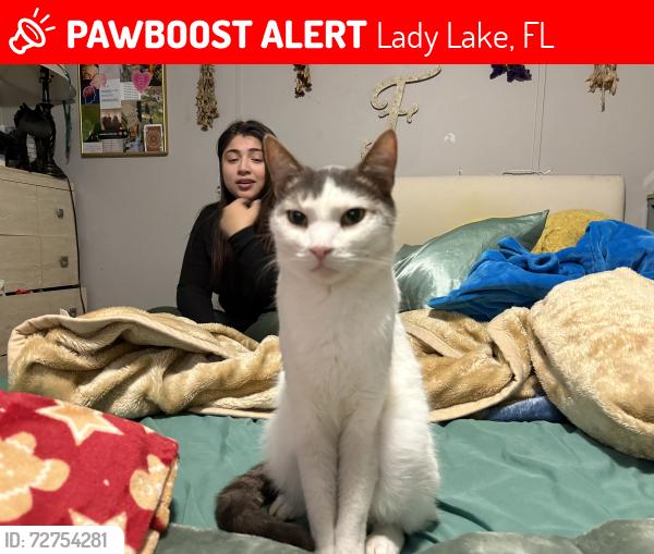Lost Male Cat last seen Mini discount storage, Lady Lake, FL 32159