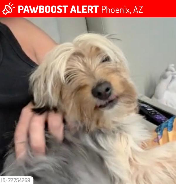 Lost Female Dog last seen Maricopa county fair , Phoenix, AZ 85007