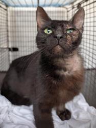 Shelter Stray Female Cat last seen Near BLOCK COLIMA, San Antonio, TX 78227