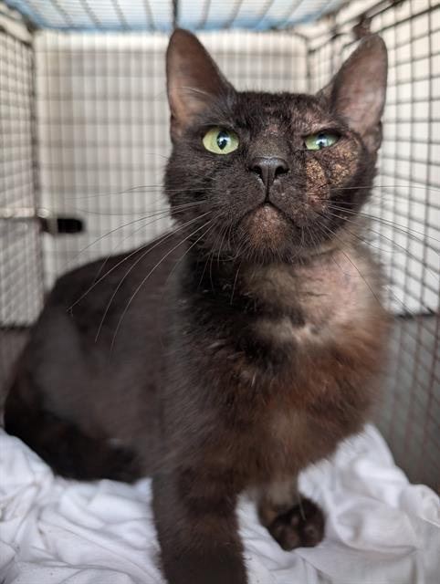 Shelter Stray Female Cat last seen Near BLOCK COLIMA, San Antonio, TX 78227