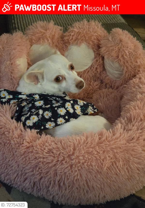 Lost Female Dog last seen Near lolo street, Missoula, MT 59802