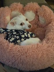 Lost Female Dog last seen Near lolo street, Missoula, MT 59802