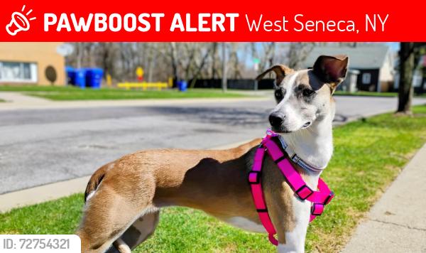 Lost Female Dog last seen Indian Church and Seneca St, West Seneca, NY 14224