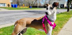 Lost Female Dog last seen Indian Church and Seneca St, West Seneca, NY 14224