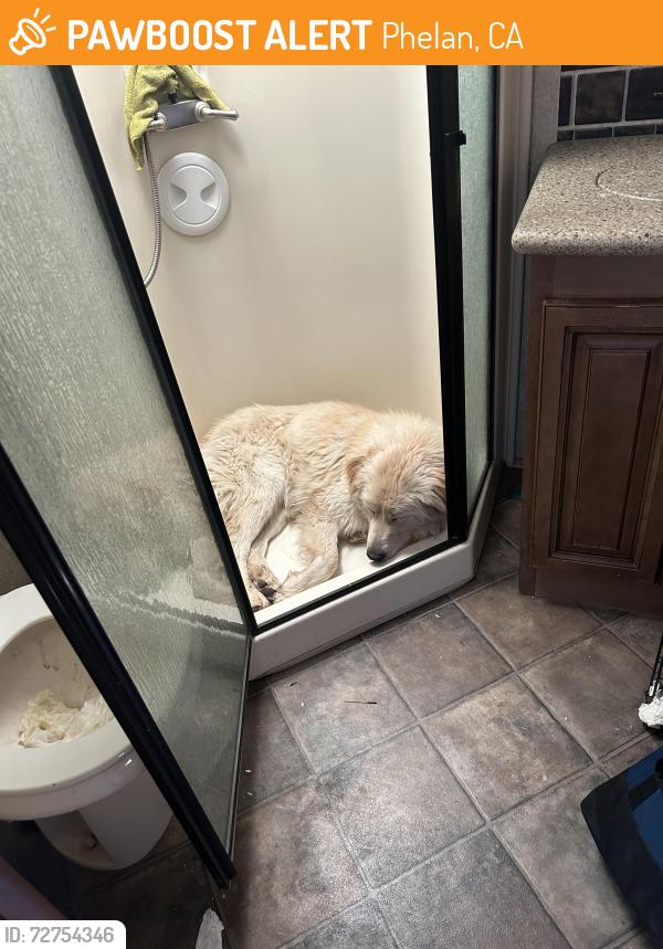 Found/Stray Female Dog last seen wilson ranch, Phelan, CA 92371