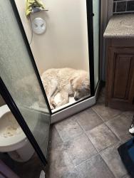 Found/Stray Female Dog last seen wilson ranch, Phelan, CA 92371
