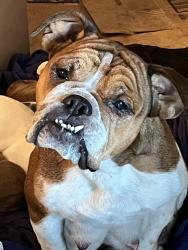 Lost Female Dog last seen Hillburn dr, Dallas, TX 75217