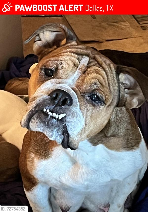Lost Female Dog last seen Hillburn dr, Dallas, TX 75217