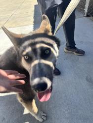 Found/Stray Male Dog last seen Foley , Hayward, CA 94541